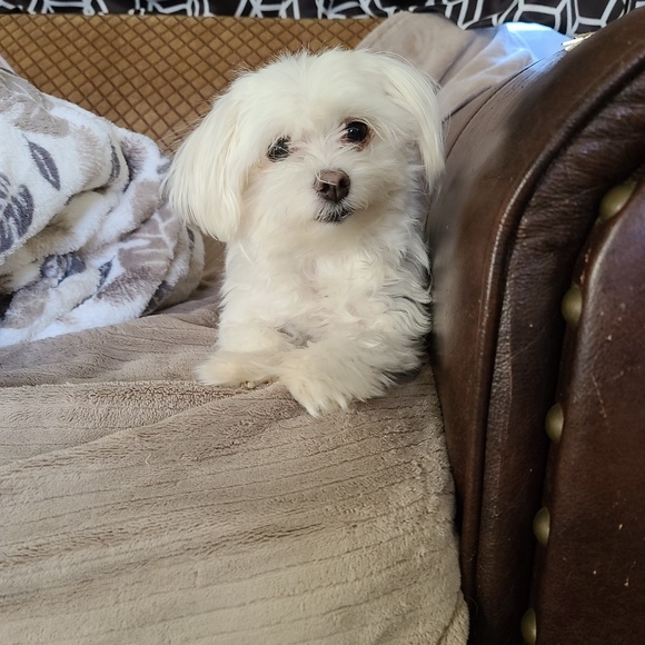 Meet your Posher, Sapphire - Picture 1 of 1